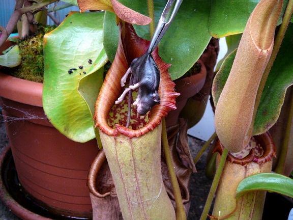 Một[-]con[-]chuột[-]bị[-]cây[-]Nepenthes[-]rajah[-]ăn[-]dở